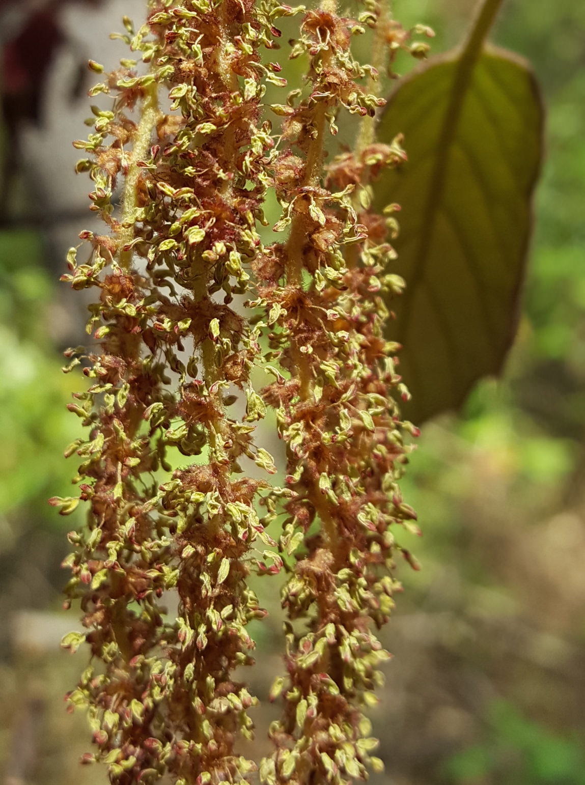 Quercus candicans